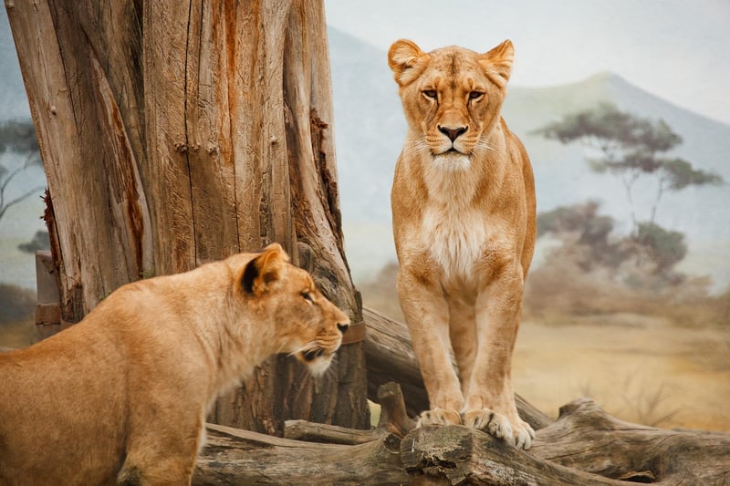 Wildlife Safari