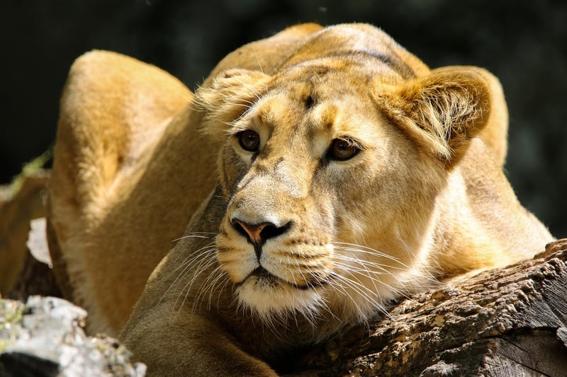 Safari in Serengeti National Park